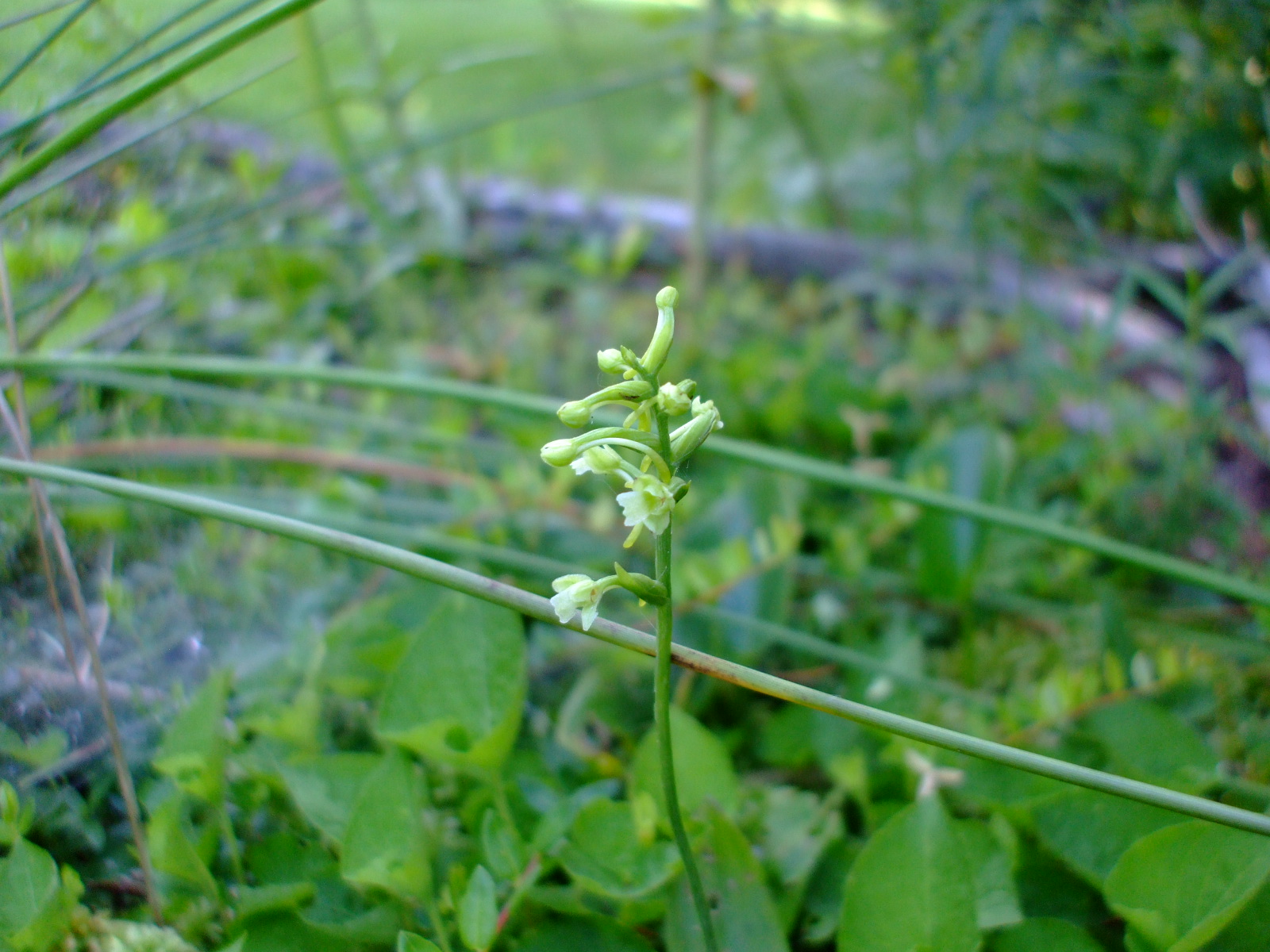 Platanthera clavellata